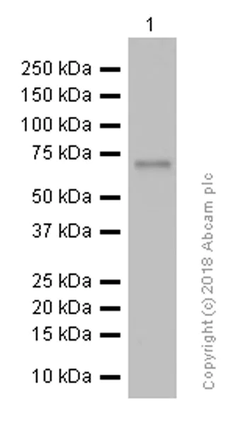 Western blot - Anti-YAP1 antibody [EP1674Y] (AB52771)
