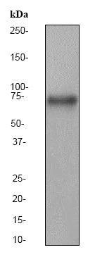 Western blot - Anti-YAP1 antibody [EP1674Y] (AB52771)