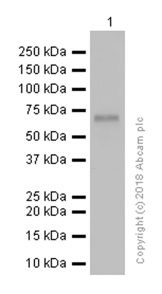 Western blot - Anti-YAP1 antibody [EP1674Y] (AB52771)