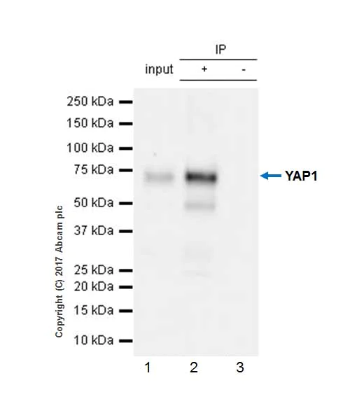 Immunoprecipitation - Anti-YAP1 antibody [EP1674Y] - BSA and Azide free (AB172373)