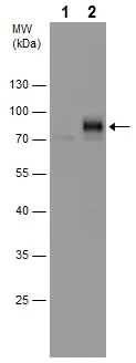 Western blot - Anti-YAP1 (phospho S127) antibody (AB226760)