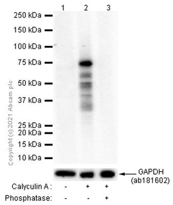 Anti-YAP1 (phospho S127) antibody [EP1675Y] (ab76252) | Abcam