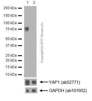 Anti-YAP1 (phospho S127) antibody [EP1675Y] (ab76252) | Abcam