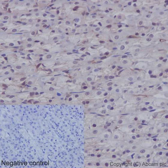 Immunohistochemistry (Formalin/PFA-fixed paraffin-embedded sections) - Anti-YAP1 (phospho S127) antibody [EP1675Y] - BSA and Azide free (AB172374)