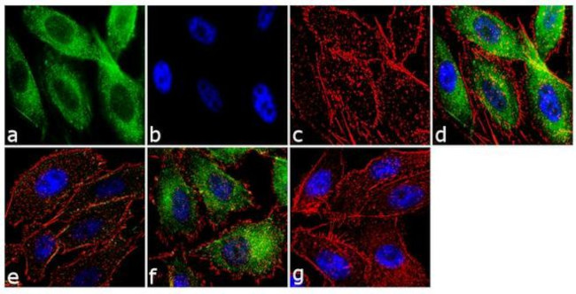 Immunocytochemistry/ Immunofluorescence - Anti-YAP1 (phospho S127) Antibody [RP23040163] (AB313464), expandable thumbnail