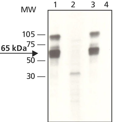 Western blot - Anti-YAP1 (phospho Y357) antibody (AB62751)