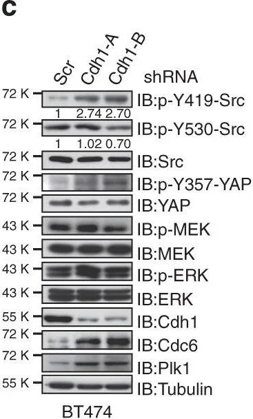 Western blot - Anti-YAP1 (phospho Y357) antibody (AB62751)