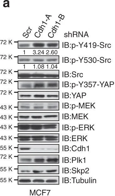 Western blot - Anti-YAP1 (phospho Y357) antibody (AB62751)