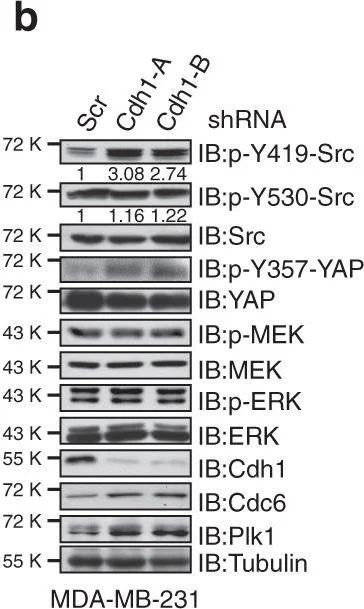 Western blot - Anti-YAP1 (phospho Y357) antibody (AB62751)