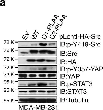 Western blot - Anti-YAP1 (phospho Y357) antibody (AB62751)