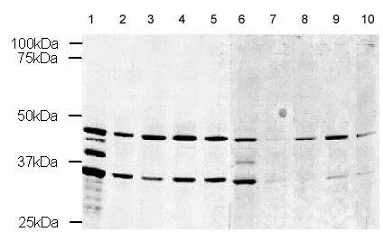 Western blot - Anti-YB1 antibody (AB12148)