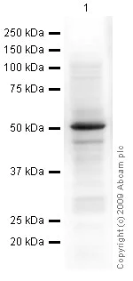 Western blot - Anti-YB1 antibody (AB12148)