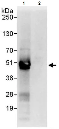 Immunoprecipitation - Anti-YB1 antibody (AB225706)