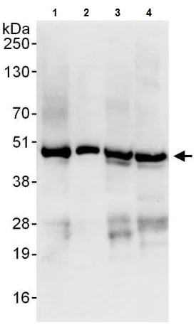 Western blot - Anti-YB1 antibody (AB225706)
