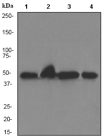 Western blot - Anti-YB1 antibody [EP2706Y] (AB76540)