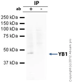 Immunoprecipitation - Anti-YB1 antibody [EP2708Y] (AB76149)