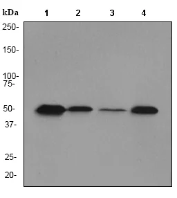 Western blot - Anti-YB1 antibody [EP2708Y] (AB76149)