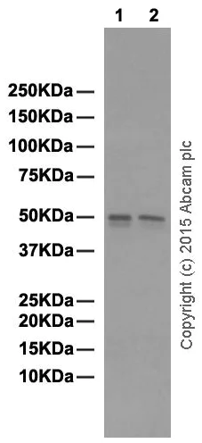 Western blot - Anti-YB1 antibody [EP2708Y] (AB76149)