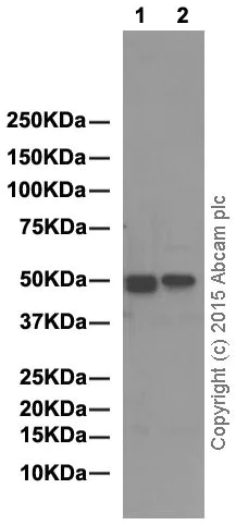 Western blot - Anti-YB1 antibody [EP2708Y] (AB76149)
