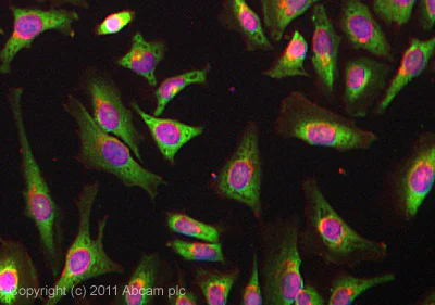 Immunocytochemistry/ Immunofluorescence - Anti-YB1 antibody [EP2708Y] - BSA and Azide free (AB239875)