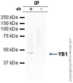 Immunoprecipitation - Anti-YB1 antibody [EP2708Y] - BSA and Azide free (AB239875)