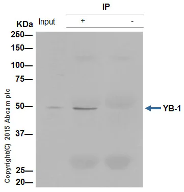 Immunoprecipitation - Anti-YB1 antibody [EP2708Y] - BSA and Azide free (AB239875)