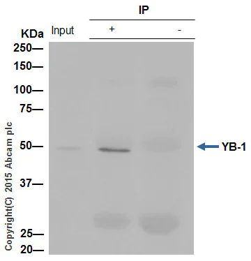 Immunoprecipitation - Anti-YB1 antibody [EP2708Y] - BSA and Azide free (AB239875)