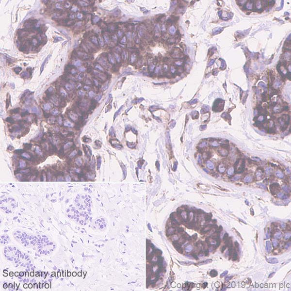 Immunohistochemistry (Formalin/PFA-fixed paraffin-embedded sections) - Anti-YB1 antibody [EPR22682-21] (AB255606)
