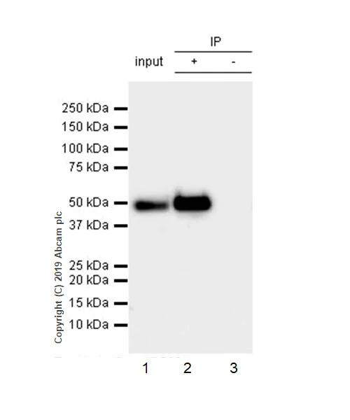 Immunoprecipitation - Anti-YB1 antibody [EPR22682-21] (AB255606)