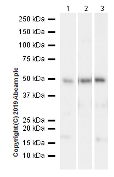 Western blot - Anti-YB1 antibody [EPR22682-21] (AB255606)