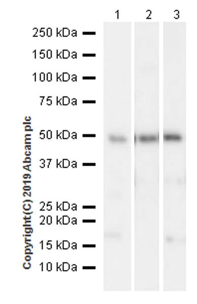 Western blot - Anti-YB1 antibody [EPR22682-21] (AB255606)