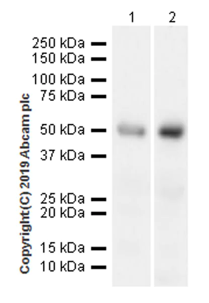 Western blot - Anti-YB1 antibody [EPR22682-21] (AB255606)
