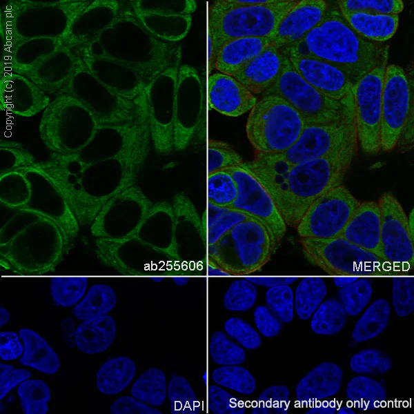 Immunocytochemistry/ Immunofluorescence - Anti-YB1 antibody [EPR22682-21] - BSA and Azide free (AB256516)