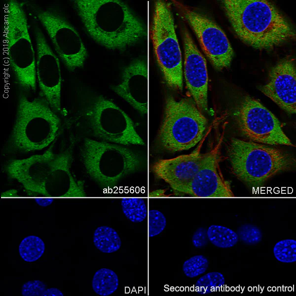 Immunocytochemistry/ Immunofluorescence - Anti-YB1 antibody [EPR22682-21] - BSA and Azide free (AB256516)