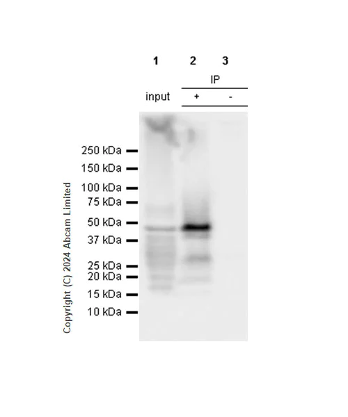 Immunoprecipitation - Anti-YB1 antibody [RM1188] (AB320005)