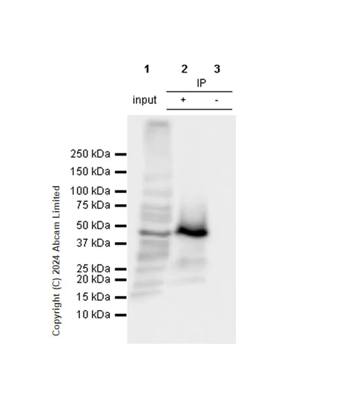 Immunoprecipitation - Anti-YB1 antibody [RM1188] (AB320005)