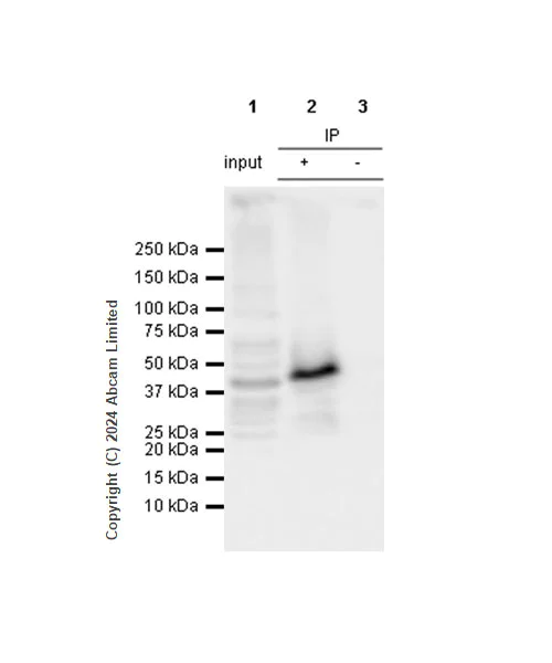 Immunoprecipitation - Anti-YB1 antibody [RM1188] (AB320005)