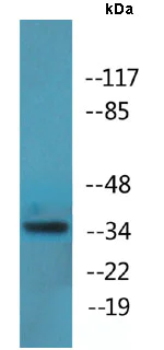 Western blot - Anti-YB1 (phospho S102) antibody (AB138654)
