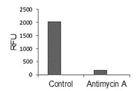 Functional Studies - Yeast Mitochondria Isolation Kit (AB178779)