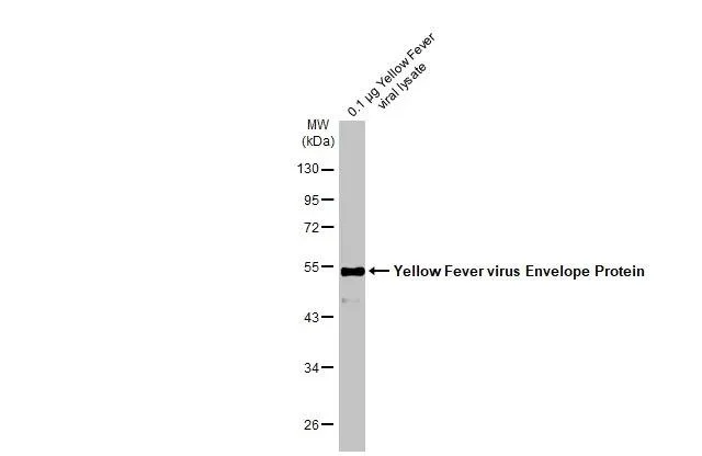 Western blot - Anti-Yellow Fever virus Envelope Protein antibody [HL2730] - BSA and Azide free (AB327558)