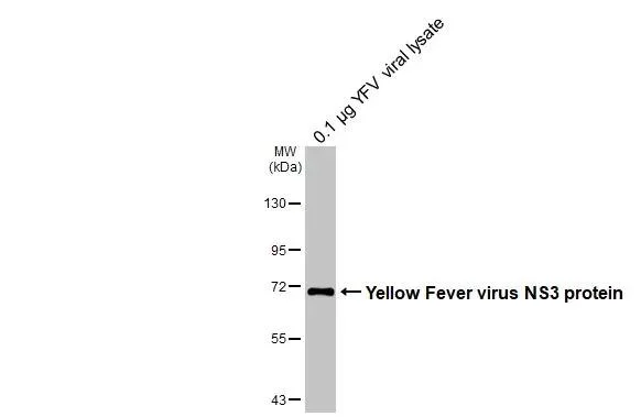 Western blot - Anti-Yellow Fever virus NS3 protein antibody [GT344] - BSA and Azide free (AB327561)