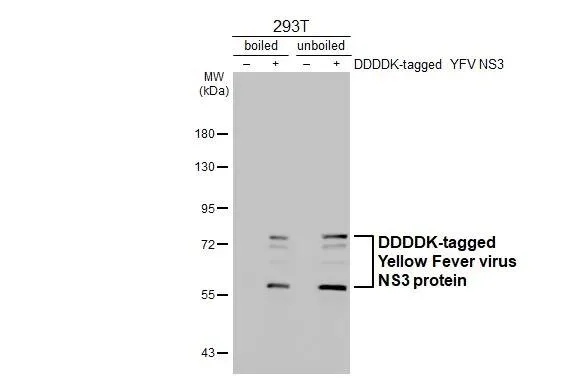 Western blot - Anti-Yellow Fever virus NS3 protein antibody [GT344] - BSA and Azide free (AB327561)