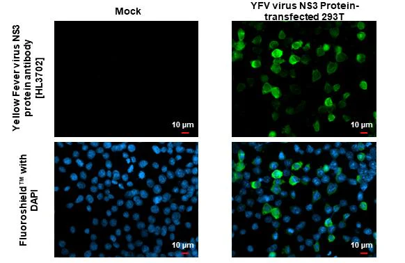 Immunocytochemistry/ Immunofluorescence - Anti-Yellow Fever virus NS3 protein antibody [HL3702] - BSA and Azide free (AB327557)