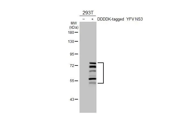 Western blot - Anti-Yellow Fever virus NS3 protein antibody [HL3702] - BSA and Azide free (AB327557)