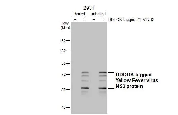 Western blot - Anti-Yellow Fever virus NS3 protein antibody [HL3702] - BSA and Azide free (AB327557)