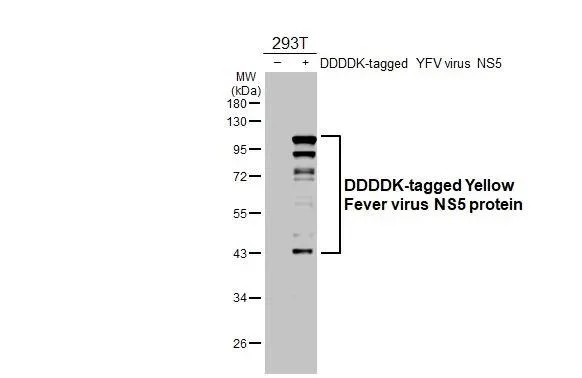 Western blot - Anti-Yellow Fever virus NS5 protein antibody [HL3014] - BSA and Azide free (AB327635)