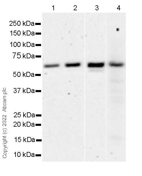 Western blot - Anti-Yes antibody [1/Yes] (AB305327), expandable thumbnail