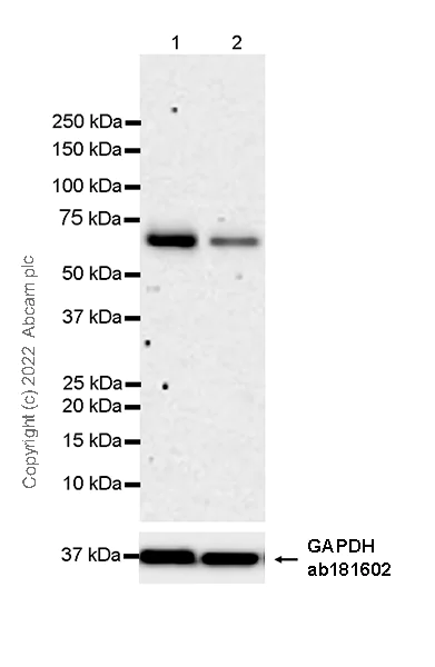 Western blot - Anti-Yes antibody [1/Yes] - BSA and Azide Free (AB305328)