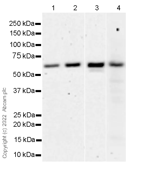 Western blot - Anti-Yes antibody [1/Yes] - BSA and Azide Free (AB305328)