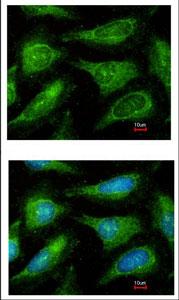 Immunocytochemistry/ Immunofluorescence - Anti-Yes1 antibody (AB109744)